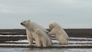 L'année de l'ours