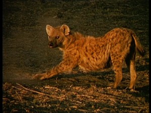 okavango3.jpg