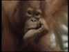 Uma Kuyang - The Orangutan's House
